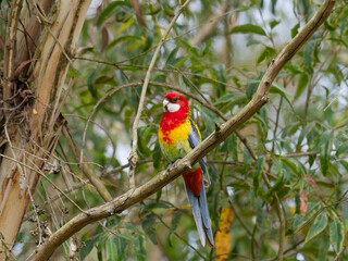 Eastern Rosella (Platycercus eximius) perched in a Eucalyptus Tree.