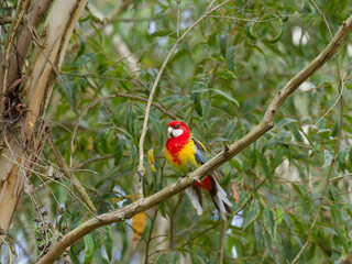 Eastern Rosella (Platycercus eximius) perched in a Eucalyptus Tree.