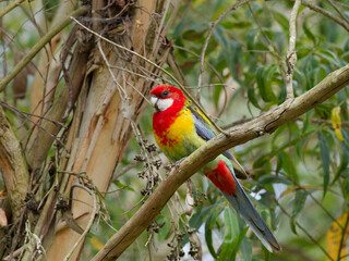 Eastern Rosella (Platycercus eximius) perched in a Eucalyptus Tree.
