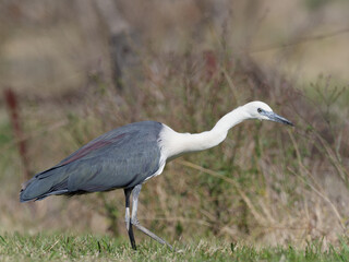 Pacific Heron or White-necked Heron (Ardea pacifica)foraging for food in the grass of a paddock.