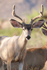 Mule deer buck woth velvet antlers in the desert