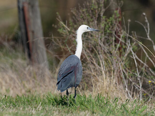 Pacific Heron or White-necked Heron (Ardea pacifica)foraging for food in the grass of a paddock.