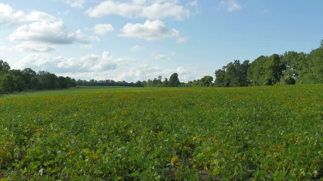A soybean field in rural Ontario, Canada. Shot in time lapse. Diverse uses including food (tofu, soy milk, edamame, soy sauce), livestock feed, soybean oil for cooking and as a precursor to biodiesel.