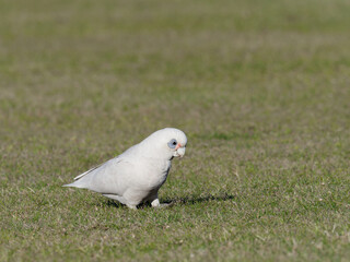 Little Corellas (Cacatua sanguinea) gathered on a grass sports field.