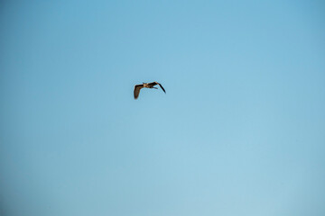 A lone bird gracefully flying in the clear blue sky. Minimalist composition highlighting freedom, tranquility, and elegance of flight with vast open space and serene natural atmosphere 