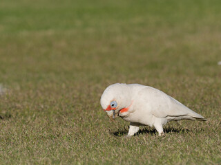 Long-billed Corella (Cacatua tenuirostris) walking on grass.