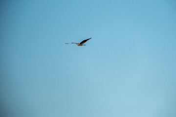 A solitary bird gliding across the clear blue sky with wings wide open. Peaceful and minimalist scene symbolizing freedom, flight, and serenity in nature’s vast and endless atmosphere.