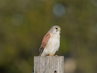 Nankeen Kestrel (Falco cenchroides) perched on a timber fence post with bokeh background at Maitland New South Wales Australia