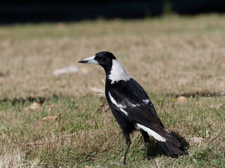 Australian magpie (Gymnorhina tibicen) standing alone on grass
