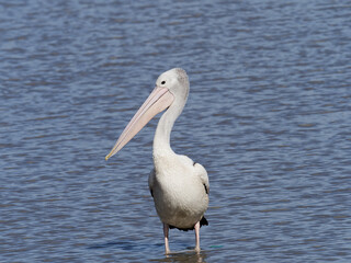 Australian Pelican (Pelecanus conspicillatus) standing in the shallows of a lagoon in the afternoon sun with blue water background
