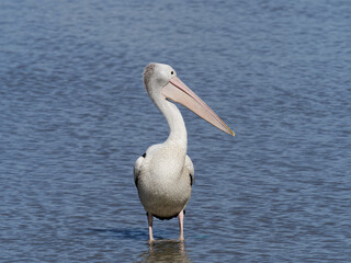 Australian Pelican (Pelecanus conspicillatus) standing in the shallows of a lagoon in the afternoon sun with blue water background
