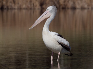 Australian Pelican (Pelecanus conspicillatus) standing in shallow water of a lagoon enjoying the early morning golden light with shoreline in background.