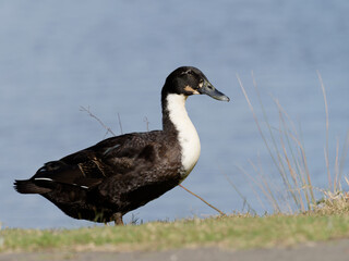Large black and white domestic duck at walking on grass shoreline of a park lagoon.