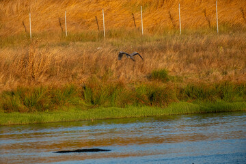 A heron flying gracefully over a calm river bordered by golden dry grass and green reeds, illuminated by warm sunset light in a serene natural wetland landscape.