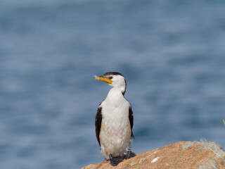 Little Pied Cormorant also known as Little Shag or kawaupaka (Microcarbo melanoleucos) perched on a rock with water in the background
