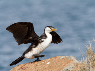 Little Pied Cormorant also known as Little Shag or kawaupaka (Microcarbo melanoleucos) perched on a rock drying wings with water in the background