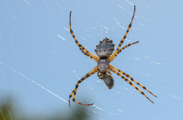 Predatory Spider Devouring Butterfly on Web