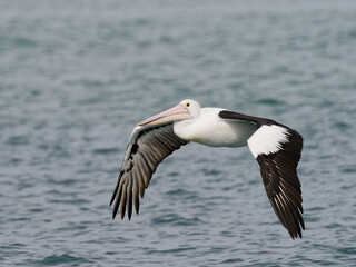 Australian Pelican (Pelecanus conspicillatus) in flight over ocean water
