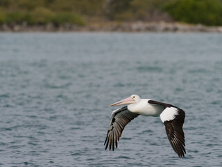 Australian Pelican (Pelecanus conspicillatus) in flight over ocean water