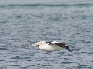 Australian Pelican (Pelecanus conspicillatus) in flight over ocean water
