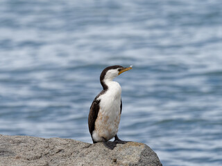 Little Pied Cormorant also known as Little Shag or kawaupaka (Microcarbo melanoleucos) perched on a rock with water in the background