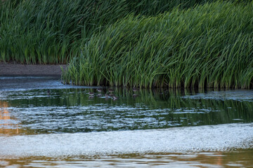 Vibrant green reeds dramatically bend over the reflective, calm surface of a pond or marshland. The image captures the lush textures and tranquil beauty of a wetland habitat at dusk or dawn.