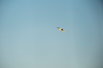 A single bird with striking orange-tipped wings flies across a clear, pale blue sky. The minimalist, high-key composition highlights the solitude and grace of nature's simple, unhindered freedom in th