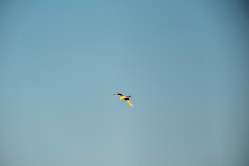A single waterbird, illuminated by a warm glow, soars alone across a vast, slightly hazy light-blue sky. The minimalist, focused composition emphasizes the quiet beauty and isolation of the aerial jou