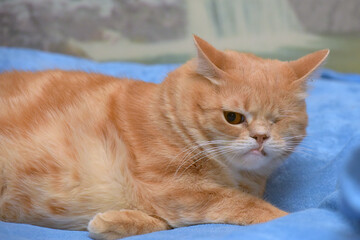 a ginger one-eyed cat lying on a soft blue blanket. The animal has short, thick fur with a...