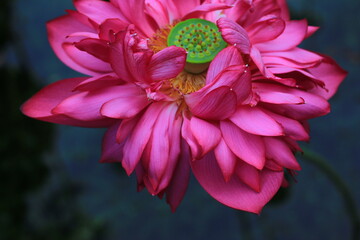 Close up of blooming pink lotus flowers
