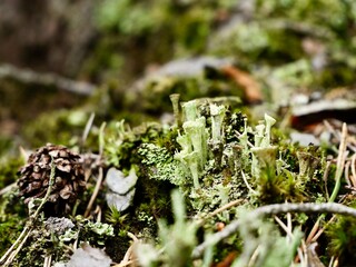 A brown fruited Pyxie Cup in the difficult Cladonia chlorophaea complex. Uppsala country, Sweden