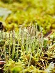 Cladonia cornuta or the bighorn cup lichen is a species of fruticose, cup lichen in the family Cladoniaceae. Uppsala country, Sweden