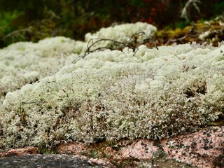 Star-tipped cup lichen (Cladonia stellaris) or star reindeer lichen in pine forest. An ecologically important species of cup lichen. Uppsala country, Sweden