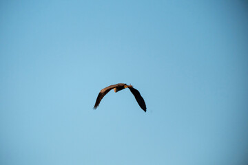 A large bird soars with wings fully extended, viewed from its back against an unblemished expanse of light blue sky. The golden light of the sun illuminates its form in the vast, open air.

