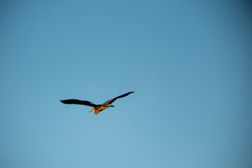 A large bird soars effortlessly, its body lit by the sun, set against a wide expanse of clear blue sky. Captured from behind, its fully outstretched wings convey a sense of wild, open-air freedom and 
