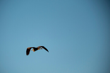 A large bird soars across a vast, clear blue sky, viewed from the back. The powerful form of the bird, with its wings slightly folded in flight, is illuminated by the sun's warm, golden light high in 