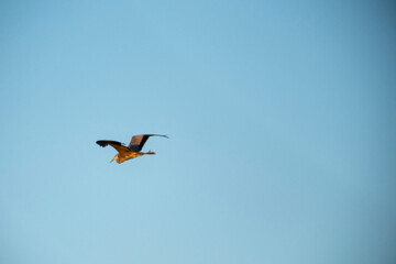A large bird soars across a wide, clear blue sky, captured in profile. Its wings are slightly curled, and its underside is brightly illuminated by the sun's warm, golden light during a moment of grace