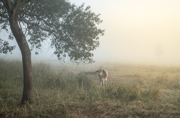 Dawn with fog