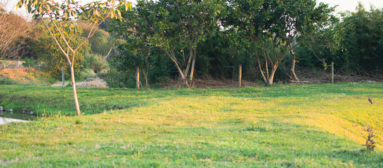 Field of grass