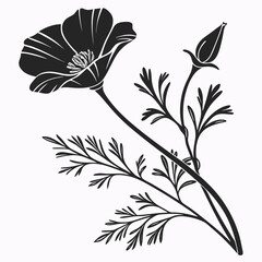 black and white california golden poppy