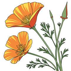 california golden poppy on white background 