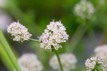 Real Outdoor California Buckwheat, Eriogonum Fasciculatum, Cream-Colored Flowers in Dry Conditions for Wildlife and Butterfly Gardens, Bud Macro Closeup Pistil and Stamen Photo
