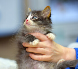 A fluffy gray and white kitten with big round eyes is in a person's arms.  