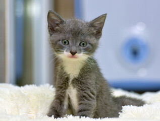 An adorable gray kitten with a white chest and paws sits on a soft white blanket and looks straight...