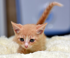 A charming ginger kitten with a white chest and expressive blue eyes stands on a soft white...