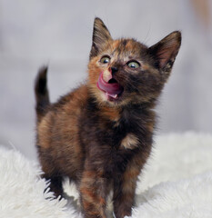A cute tortoiseshell kitten stands on a white fluffy blanket and licks his nose after eating.  