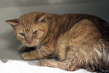 A ginger cat with wet fur and an anxious look lies indoors, presumably in a clinic or shelter 