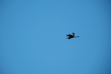 Fototapeta premium A majestic crane soars across a clear blue sky, captured mid-flight with its wings fully extended. The contrasting silhouette of the large bird against the vibrant, cloudless azure creates a powerful 