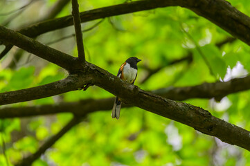 Eastern Towhee at Mirror Lake State Park, near Baraboo, Wisconsin.