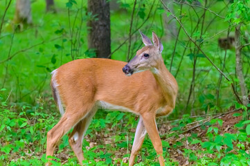 White Tailed Deer Grazing by the Side of the Road at Mirror Lake State Park, near Baraboo, Wisconsin.